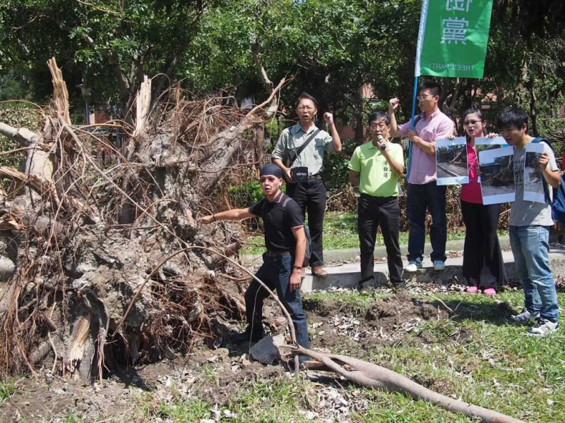 護樹團體12日於板橋華江公園召開記者會，呼籲新北市政府應盡快扶正樹體損傷較輕的樹木，且不宜用斷頭式修剪。並表示若要治本，應改善棲地環境。圖:何星瑩/攝   