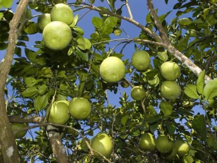 三十年的文旦柚老欉，加上三十幾年不斷研發，管理化與科學化種植的技術，品種已經粹練出特有鶴岡風味。圖片來源:阿拉力部落提供。   