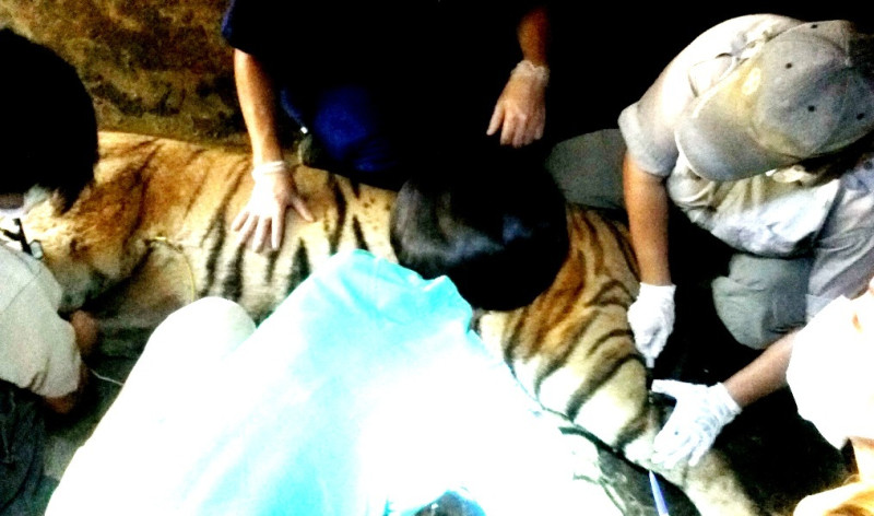 新竹市立動物園6年來第1次，由六福村獸醫與園內獸醫合作，替園中孟加拉虎打疫苗與完成健檢。圖：陳權欣/攝   
