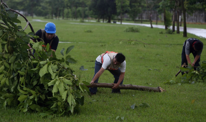 環保局、水利局的員工今(23)日正清掃路面、河濱公園的路倒樹木。圖：陳冠廷/攝。   