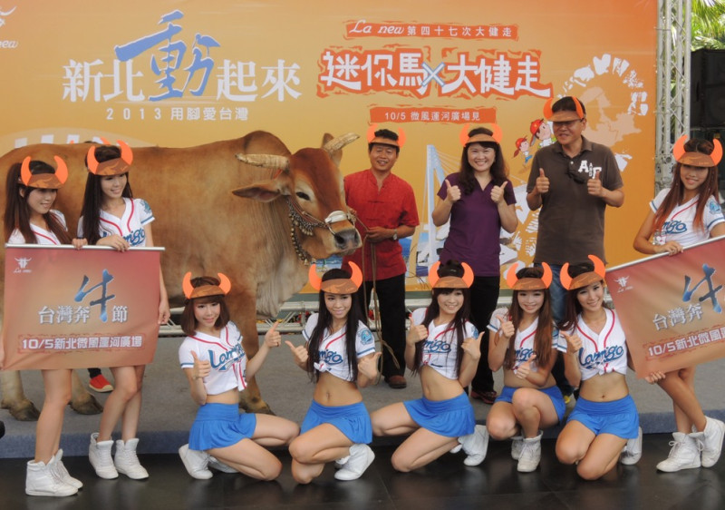 為宣傳「2013用腳愛台灣、新北動起來，迷你馬拉松、大健走活動」，8位Lamigirls頭戴可愛牛角帽，還牽著一頭正港的台灣牛，在新北市民廣場大跳「奔牛舞」。圖：陳冠廷/攝   