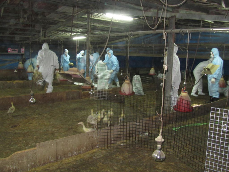 屏東萬丹鄉養鵝場確認感染H5N2禽流感，縣府今(13)晚進場撲殺2500隻鵝及場區消毒作業。圖：翻攝屏東縣政府網站   