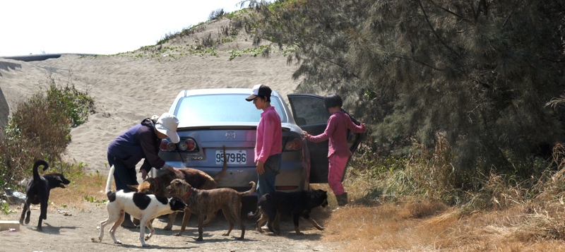 張太太（左）昨天前往南寮海邊餵狗，這些流浪狗看到她就像看到媽媽一樣圍著她叫，讓人看了心酸。圖：陳權欣/攝   