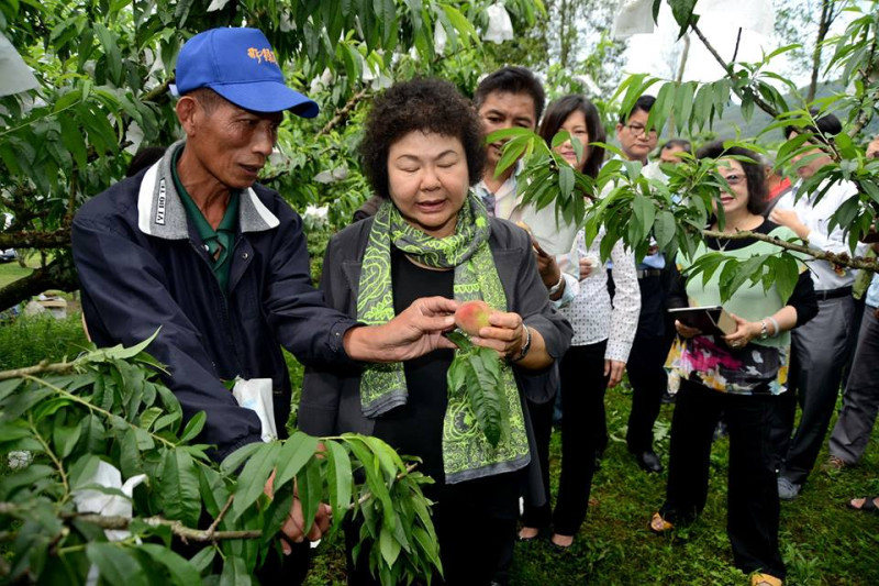 高雄市長陳菊訪視那瑪夏水蜜桃果園。圖2之1：高雄市政府提供   