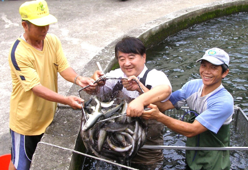 7月是尖石香魚採收季節，吳仁光（右）說，最重的香魚一尾可達8兩。圖：陳權欣/攝。   