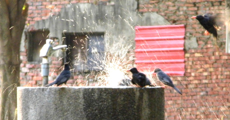 新竹市東大公園附近住戶，每天在這處洗水檯，留下一盆乾淨的水讓野鳥喝跟玩水，
看牠們玩的多瘋狂。圖：陳權欣/攝   
