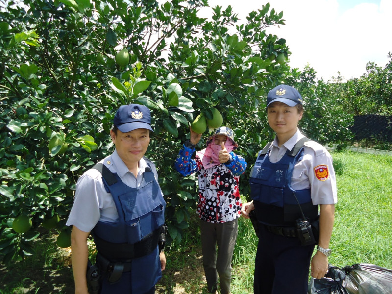 警方啟動「護柚專案」巡邏文旦園，柚農直呼「好貼心」。圖：黃博郎/攝   