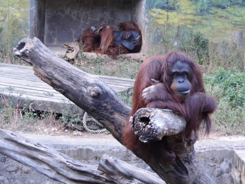 新竹市立動物園整治園區，誰能代為收養紅毛猩猩跟台灣黑熊。圖：陳權欣/攝   