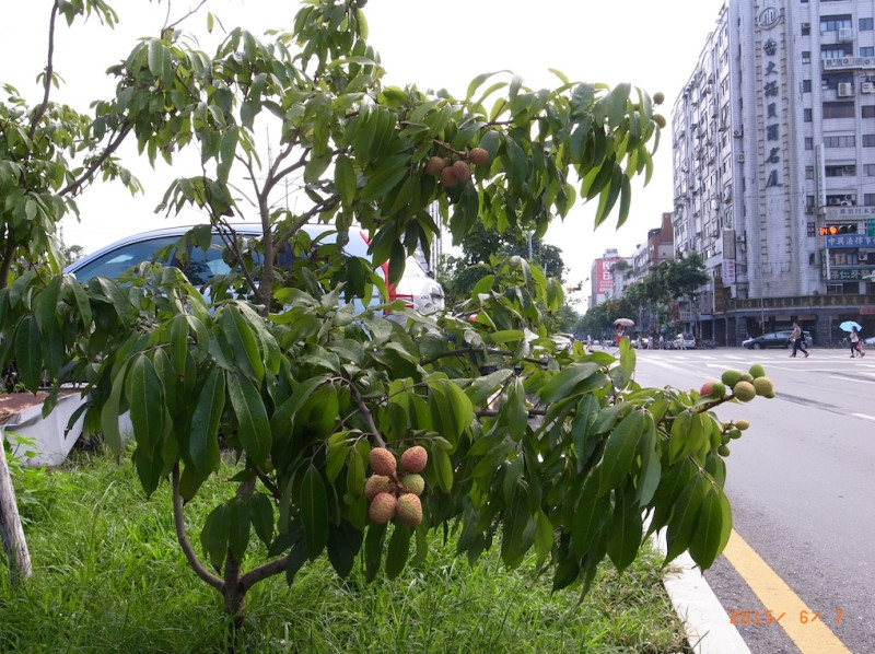 路邊的玉荷包荔枝。圖：陳世明/攝   