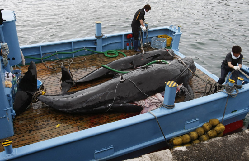 為了抗議日本人捕鯨（圖），而在南極海域與日本捕鯨人員發生衝突的紐西蘭反捕鯨團體成員彼得‧白裘恩，今天遭日本判刑2年。資料照片：達志影像/路透社。   