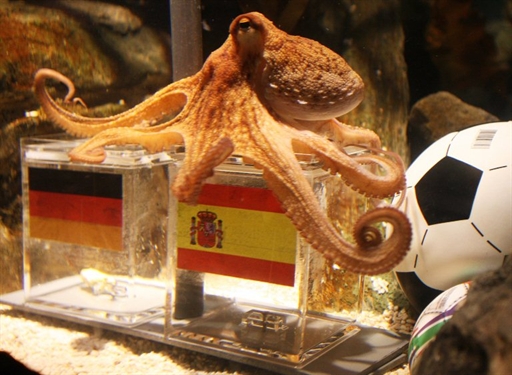 「章魚哥」在這次世足賽中的高預測力，也讓自己和同類成了德國的人民公敵。圖片提供：法新社   