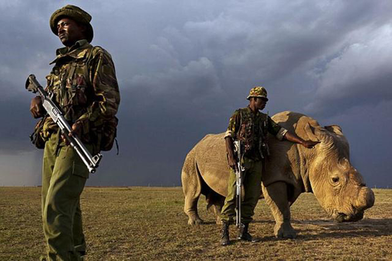 肯亞政府派出警衛荷槍實彈，24小時貼身保護世界上最後一隻雄性北非白犀牛。圖：翻攝網路   