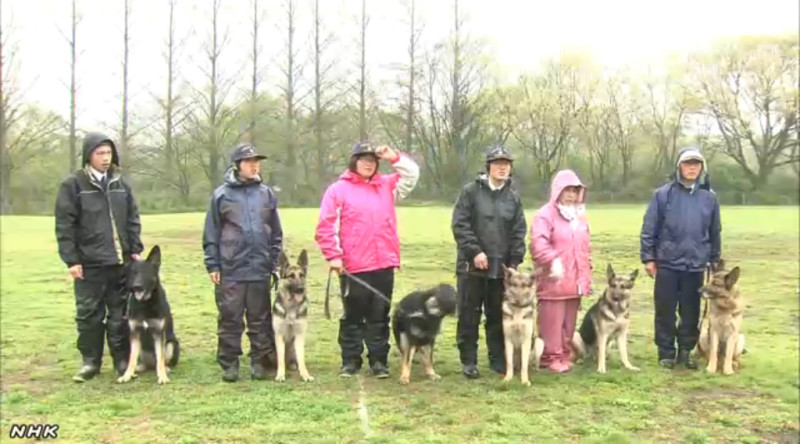 日本琦玉縣有祖孫三代6隻警犬同時通過考試，晉升警犬世家。圖：翻攝NHK   