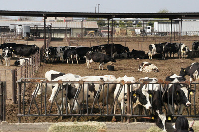 2012年3月份台商前往美國洛杉磯參觀奇諾谷乳牛牧場。圖片來源:中央社   