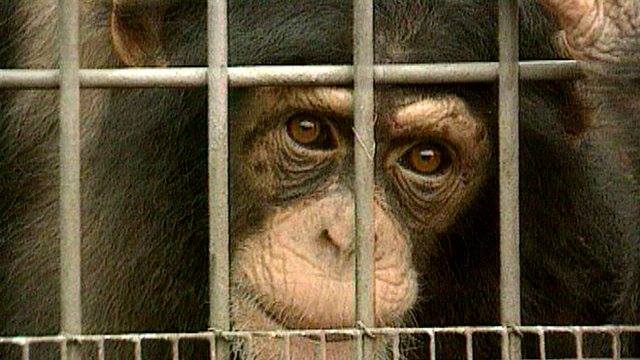 紐約曼哈頓最高法院法官賈菲判決，黑猩猩不是人類，無法享有人權。圖：翻攝自The Nonhuman Rights Project臉書   