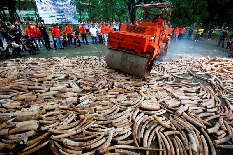 一些非政府組織(NGOs)呼籲完全禁止所有象牙買賣，並摧毀世界各地現有的象牙庫存。圖片來源：達志影像/路透社。   
