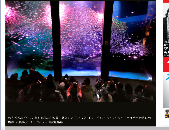 八景島海島樂園天天上演「超級沙丁魚幻影櫻花秀」，相當壯觀。圖：翻攝朝日新聞   