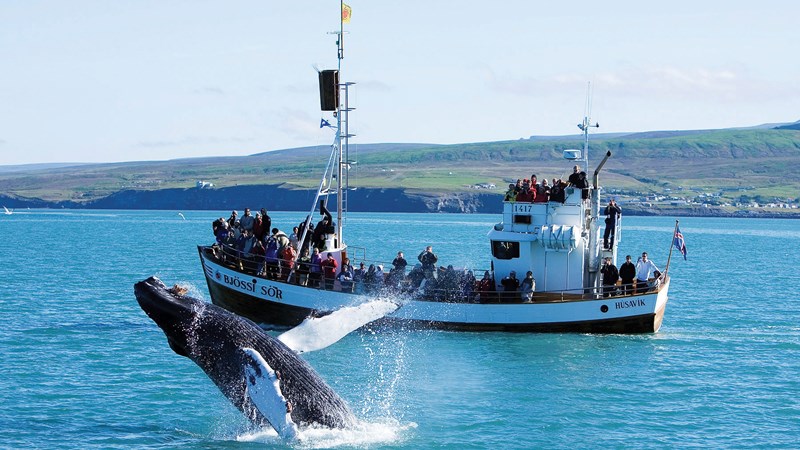 冰島漁業發達，而生態旅遊也吸引大批遊客到訪。圖：翻攝冰島旅遊局網站   