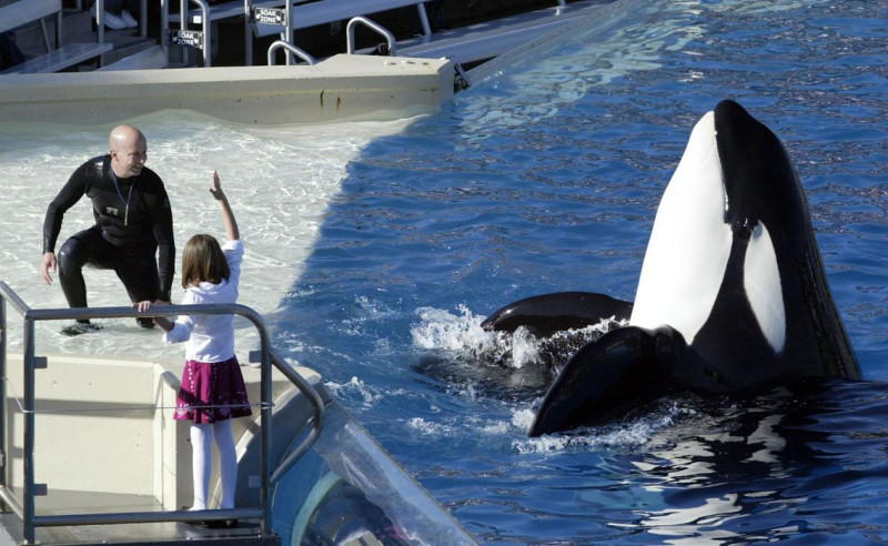 PETA(「善待動物組織」)26日以虎鯨(俗稱「殺人鯨」)遭受奴役違反美國憲法第13條修正案為由，向美國聖地牙哥地方法院提請裁判，要求著名觀光景點「海洋世界」(SeaWorld)釋放5隻殺人鯨。圖片來源：達志影像/美聯社資料照片。   
