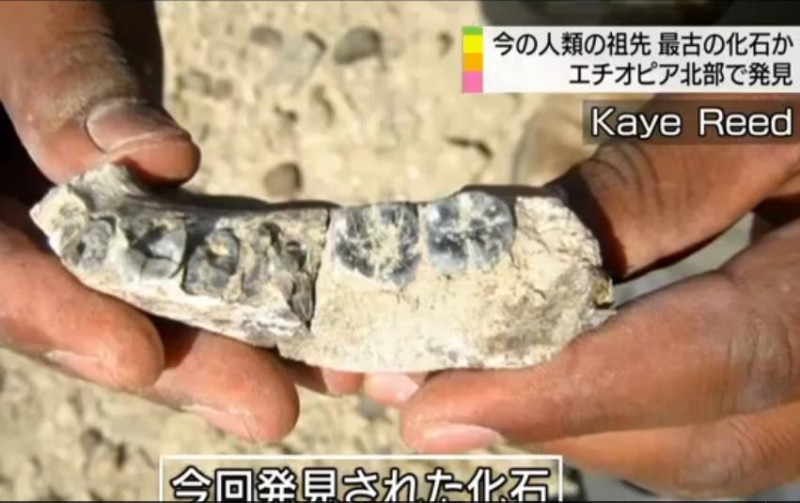 從約2.8億年前的非洲地層挖掘出的化石，牙齒還清晰可辨。圖：翻攝NHK   