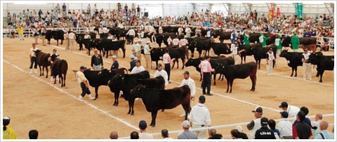 日本長崎縣第10屆全國和牛能力共進會的牛隻競賽。圖片來源：活動官網。   