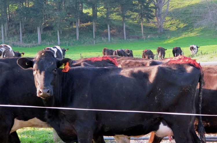 紐西蘭素以牛奶酪農業聞名全球，近來出品的牛奶被檢測出含有有毒物質雙氰胺。圖為紐西蘭酪農場。圖片來源：達志影像/美聯社。   