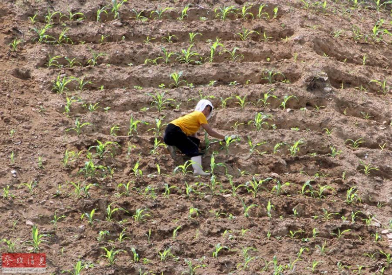 朝鮮今年乾旱比去年更嚴重，聯合國糧食組織預測，朝鮮今年穀物收獲量將減少12%至26%左右。圖：翻攝參考消息網   