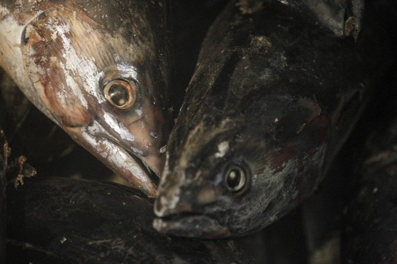 日本茨城縣漁業協會成員組成的對策總部5日宣布，在與福島縣相鄰的北茨城市近海，4日所捕獲的玉筋魚幼魚體內檢測出放射性物質銫超標。圖為之前從日本出口到泰國曼谷的冷凍漁獲。圖片來源：達志影像/路透社。   