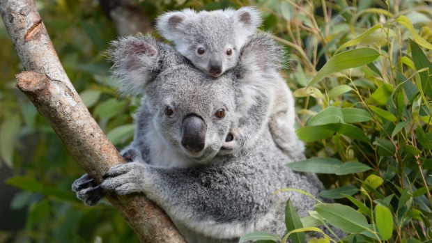 澳洲奧特威角的無尾熊數量變多，密度激增3~4倍，造成糧食不足問題，維多利亞省希望透過避孕措施來控制數量。圖：翻攝THE AGE Victoria   