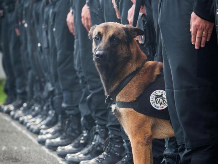 7歲法國警犬Diesel因為參與掃蕩恐怖份子行動殉職，讓法國人哀悼不已。圖：翻攝網路   