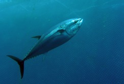 黑鮪魚是海洋最具經濟價值的魚種。ICCAT年會決議保育方向，2013年漁獲配額不變。圖片來源：達志影像/美聯社   