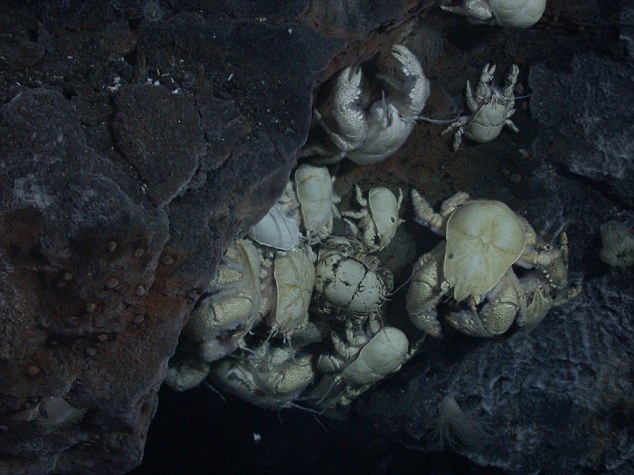 圖為英國科學家發現的海洋新物種「雪蟹」。圖片來源：翻攝自網路。   