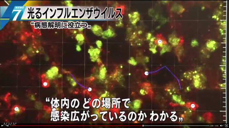 日本東京大學醫科學研究所團隊成功研發出會發光的流感病毒，體內哪個部位感染最嚴重，將可以一目了然。圖：翻攝網路   