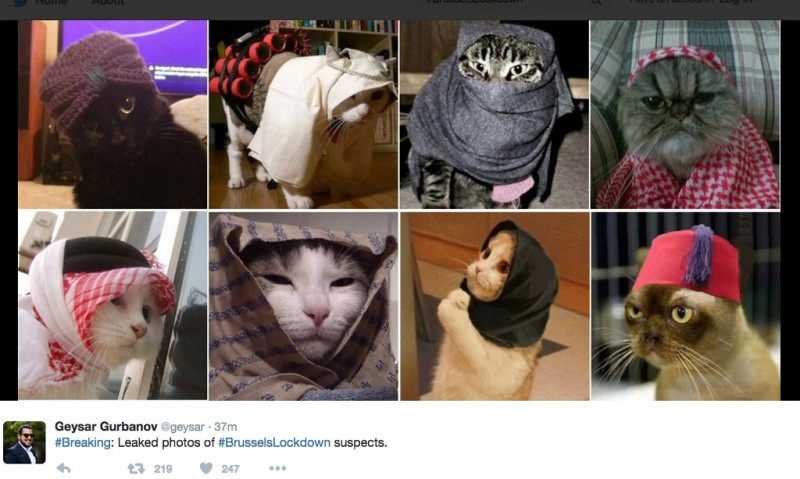 比利時官方22日(台灣時間23日)晚上，要求公民避免將所有可能讓恐怖分子得知現狀的資訊推特上網，沒想到竟引發了全國的寵物照片狂潮。圖：翻攝推特   