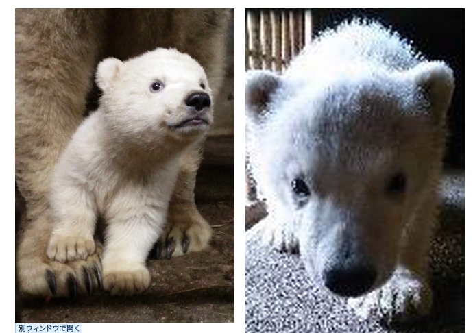 出生才4個多月的北極熊寶寶模樣卡哇伊。圖：翻攝天王寺動物園官網   