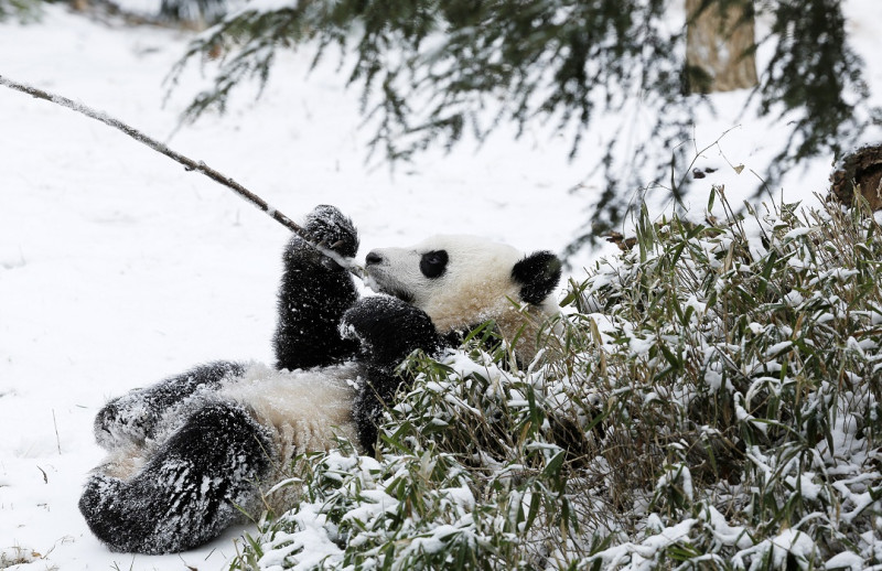 華盛頓哥倫比亞特區的史密森尼國家動物園1歲多貓熊「寶寶」(Bao Bao)則是在雪中啃著竹子自得其樂。圖片來源：達志影像/路透社。   