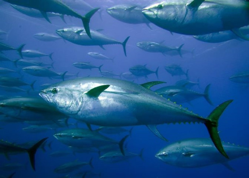 隨著保育政策使得漁業資源回覆，這是闊別兩年後首度提高年度黑鮪魚捕獲限額。2015年的限額增加為1萬6142噸，較上個年度增加20%。圖片來源：翻攝自網路。   