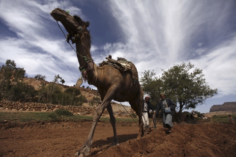 美國總統歐巴馬被索馬利亞叛軍「伊斯蘭青年運動」懸賞10匹駱駝。圖片來源:達志影像/路透社。   