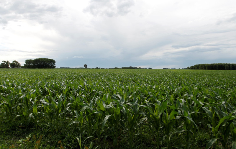 2013年我國由阿根廷進口的產品，最主要的品項是「玉蜀黍」，圖為阿根廷的玉蜀黍田。圖片來源：達志影像/路透社。   