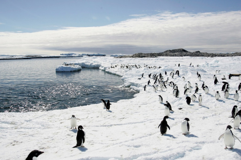 隸屬於「南極條約體系」的南極海洋生物資源養護委員會(CCAMLR)，討論在南極周邊建立世界上規模最大的海洋保護區。圖片來源：達志影像/路透社。   