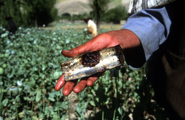 阿富汗是全球最大的鴉片生產國，在聯合國協助下努力剷毒，罌粟種植面積、產量今年雙雙下降。圖：翻攝聯合國官網/Manoocher Deghati   