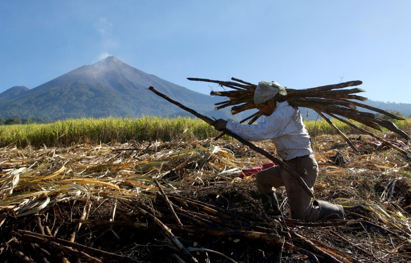 台灣目前23個邦交國之一的瓜地馬拉共和國，2013年上半年出口至台灣最重要的產品為蔗糖。圖為瓜地馬拉的甘蔗田。圖片來源：達志影像/美聯社。   
