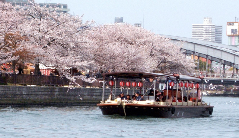 一本松海運公司推出仿古的三十石船作為遊覽船，供遊客搭乘賞花兼遊河。圖：翻攝網路   