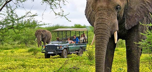 非洲是野生動物天堂，卻也成了盜獵者的首要目標，圖為南非克魯格國家公園裡，為遊客安排親近大象、犀牛等許多野生動物的自然觀察活動行程。圖：翻攝Kruger National Park官網   