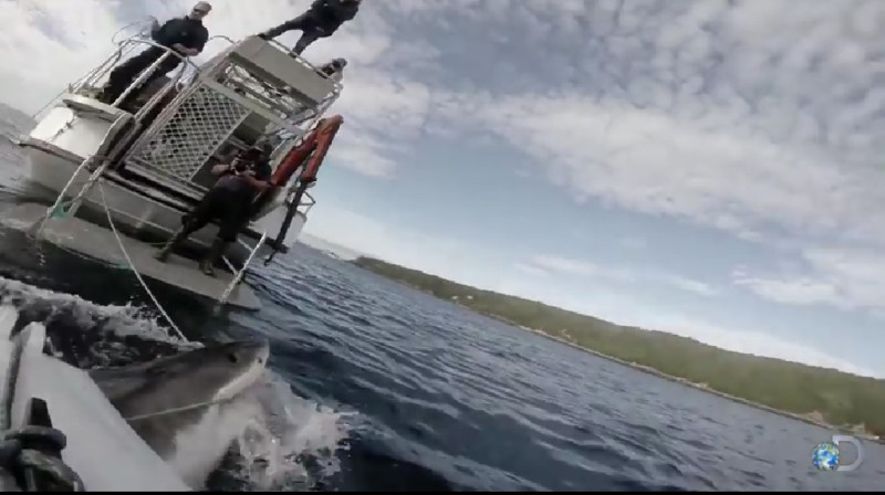 美國探索頻道拍攝鯊魚影片時，也在紐西蘭海域遭遇大白鯊。圖：翻攝YouTube   