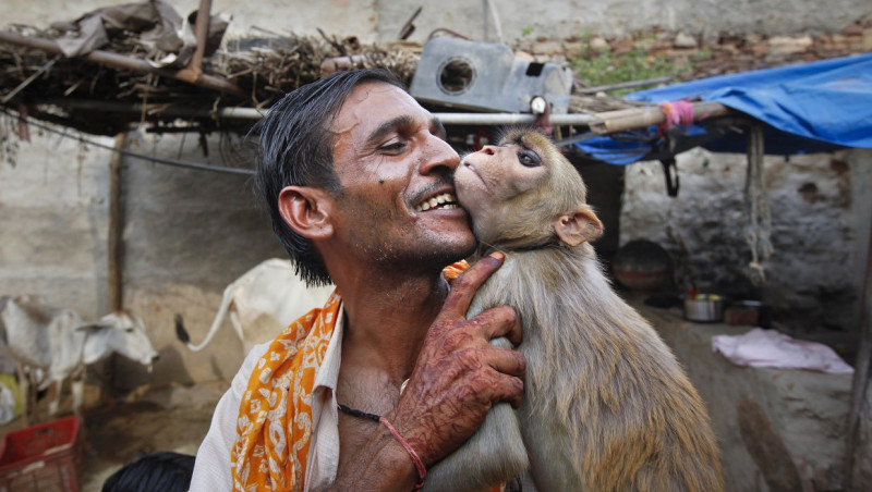 因一場猴子要娶親的另類婚禮而引起印度官員阻撓的公猴拉裘(Raju)與牠的主人。圖片來源：達志影像/路透社。   