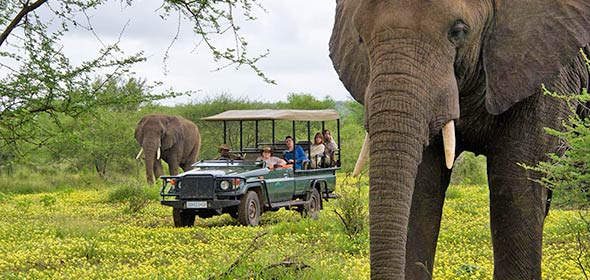 南非克魯格國家公園裡有大象、犀牛等許多野生動物，園方安排多種親近動物的自然觀察活動供遊客選擇。圖：翻攝Kruger National Park官網   