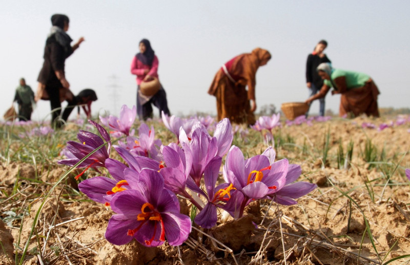 圖為喀什米爾婦女正在採集番紅花(saffron)。番紅花又稱藏紅花，是世界上最昂貴的香料。圖片來源：達志影像/美聯社。   