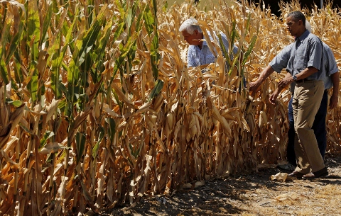 熱浪導致農損，美國總統歐巴馬也到玉米田關切。圖片來源:達志影像/路透社。   