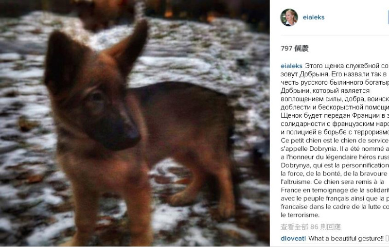 俄羅斯將送1隻名叫Dobrynya的德國狼犬，取代殉職的警犬Diesel，表達與法國民眾、警察站在同一條陣線。圖：翻攝instagram   
